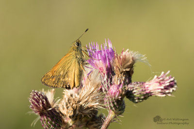 Ochlodes venata / Groot dikkopje / Large skip