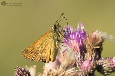 Ochlodes venata / Groot dikkopje / Large skip