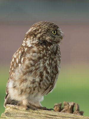 Athene noctua / Steenuil / Little owl