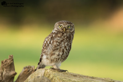 Steenuil / Little owl