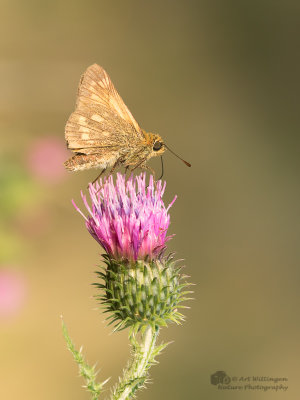 Ochlodes venata / Groot dikkopje / Large skip