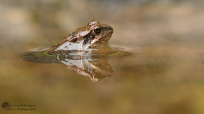 Rana temporaria / Bruine kikker / Grass Frog