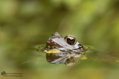 Rana temporaria / Bruine kikker / Grass Frog