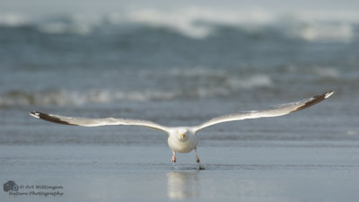 Larus Argentatus / Zilvermeeuw / European Herring Gull