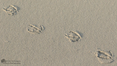 Gulls footprint - Meeuwen pootafdruk