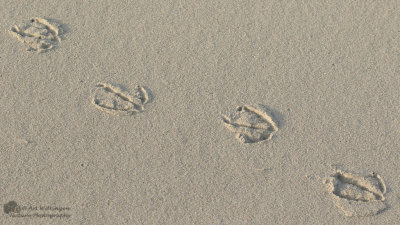 Gulls footprint - Meeuwen pootafdruk