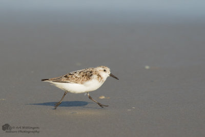 Calidris Alba / Drieteenstrandloper / Sanderling