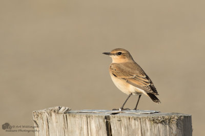 Oenanthe oenanthe / Tapuit / Northern Wheatear