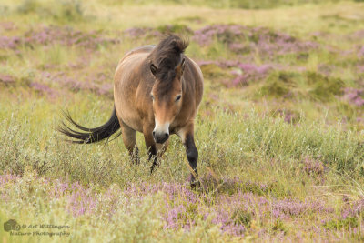 Equus ferus caballus / Exmoor pony