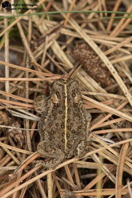 Epidalea calamita / Rugstreeppad / Natterjack toad