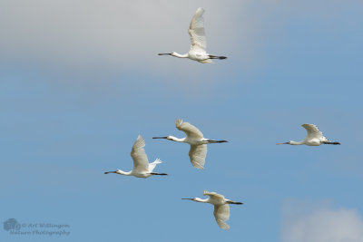 Platalea Leucorodia / Lepelaar / Eurasian Spoonbill