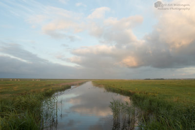 Terschellinger Polder 