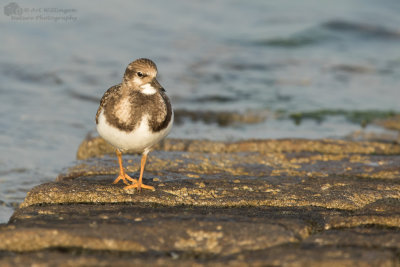 Arenaria interpres / Steenloper / Turnstone