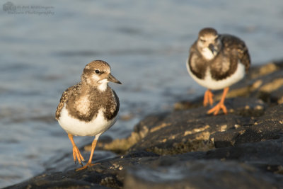 Arenaria interpres / Steenloper / Turnstone