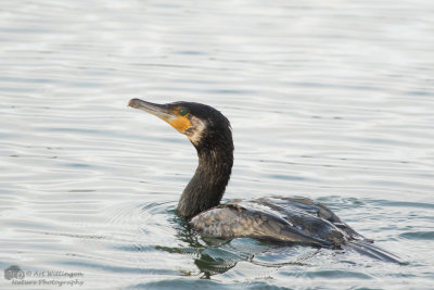 Phalacrocorax carbo / Aalscholver / Great Cormorant