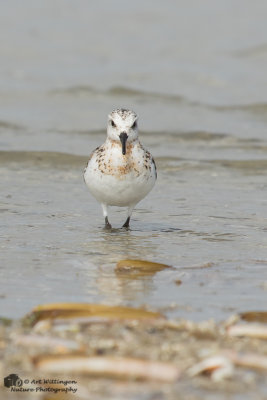 Calidris Alba / Drieteenstrandloper / Sanderling