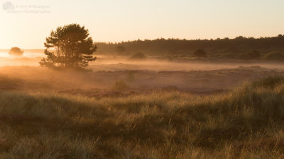 Misty Sunrise
