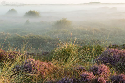 Misty Sunrise