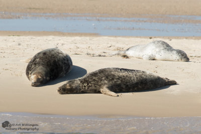 Halichoerus Grypus / Grijze Zeehond / Grey Seal