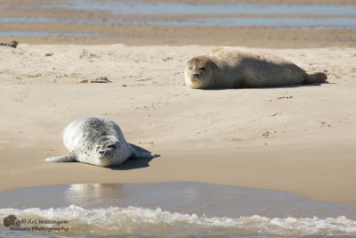 Phoca vitulina / Gewone Zeehond / Common seal 