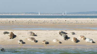 Phoca vitulina / Gewone Zeehond / Common seal 