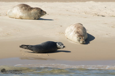 Halichoerus Grypus / Grijze Zeehond / Grey Seal