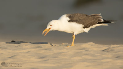 Larus graelsii / Kleine Mantelmeeuw / Lesser Black backed Gull