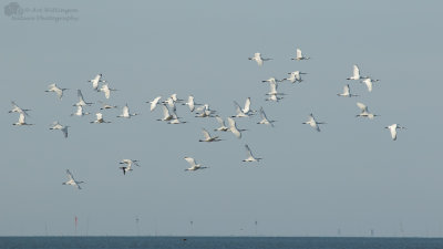 Platalea Leucorodia / Lepelaar / Eurasian Spoonbill