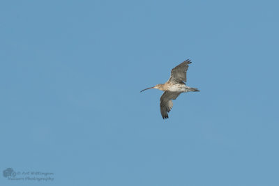 Numenius Arquata / Wulp / Eurasian Curlew