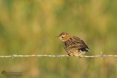 Anthus Pratensis / Graspieper / Meadow pipit