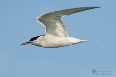 Sterna Hirundo / Visdief / Common Tern