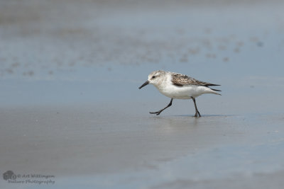 Calidris Alba / Drieteenstrandloper / Sanderling