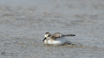 Calidris Alba / Drieteenstrandloper / Sanderling