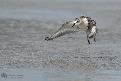 Calidris Alba / Drieteenstrandloper / Sanderling