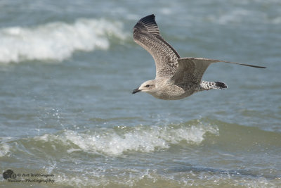 Larus Argentatus / Zilvermeeuw / European Herring Gull