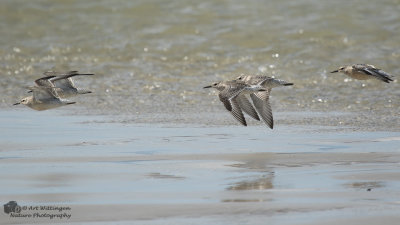 Calidris Canutus / Kanoet / Red knot