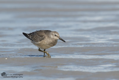 Calidris Canutus / Kanoet / Red knot