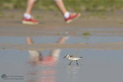 Calidris Alba / Drieteenstrandloper / Sanderling