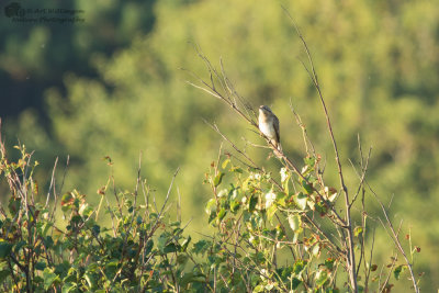 Jynx torquilla / Draaihals / Eurasian Wryneck