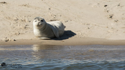 Halichoerus Grypus / Grijze Zeehond / Grey Seal