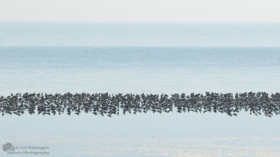 Migrating birds 