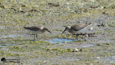 Krombekstrandloper / Curlew Sandpiper