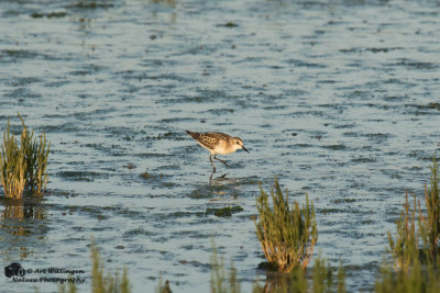 Calidris Minuta / Kleine Strandloper / Little Stint