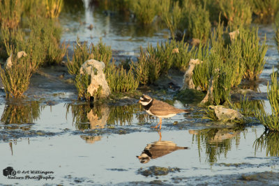 Charadrius Hiaticula / Bontbekplevier / Common Ringed Plover