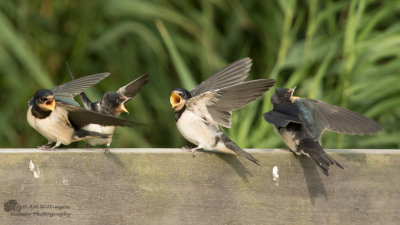 Hirundo rustica / Boerenzwaluw / Barn swallow