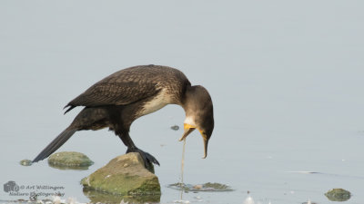 Phalacrocorax carbo / Aalscholver / Great Cormorant