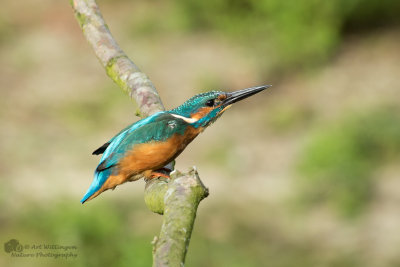 Alcedo atthis / IJsvogel / Kingfisher