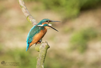 Alcedo atthis / IJsvogel / Kingfisher