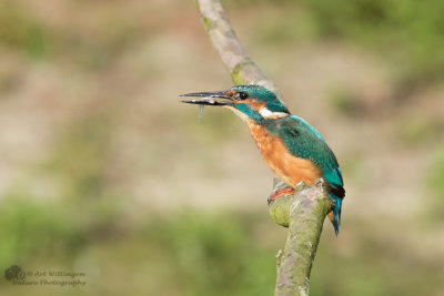 Alcedo atthis / IJsvogel / Kingfisher