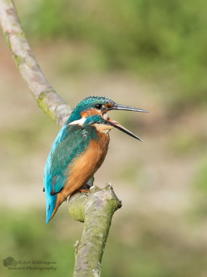 Alcedo atthis / IJsvogel / Kingfisher